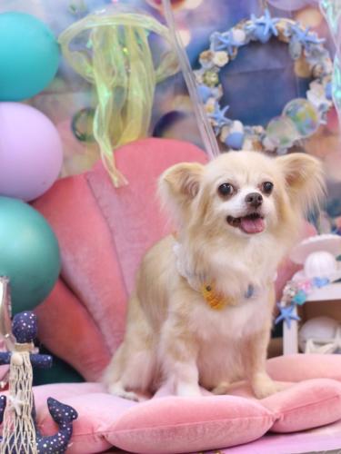 20240818チャッピーちゃん